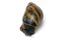 Archachatina sp. Calabar, Nigeria, adult, 7,5 cm